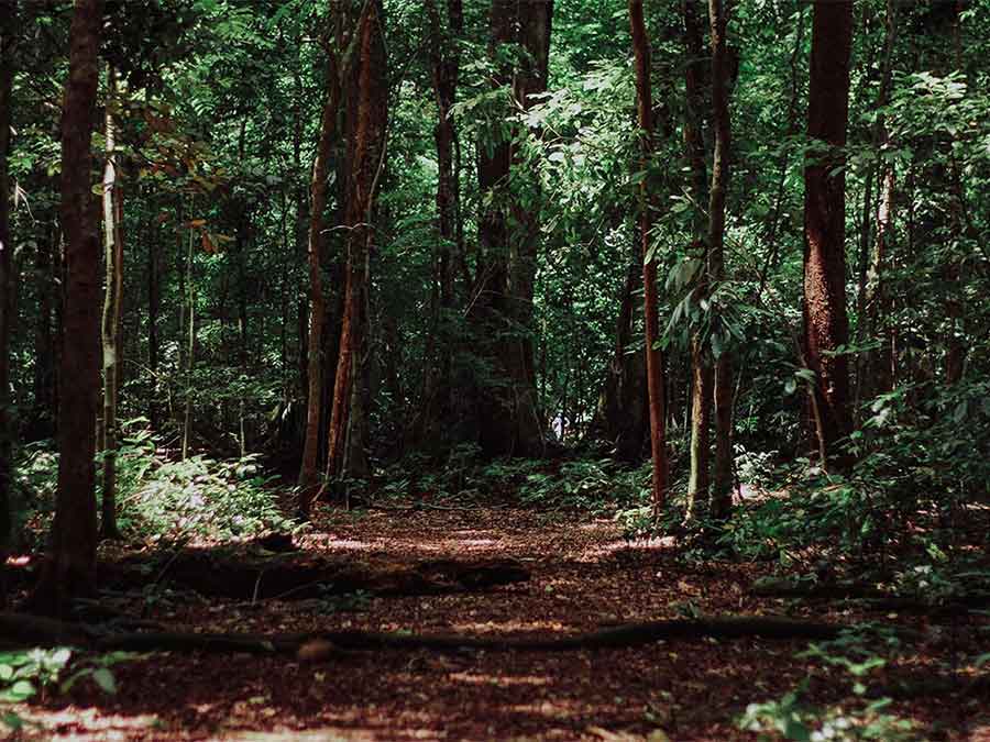 Monitoring Hutan Tingkat Negara ASEAN