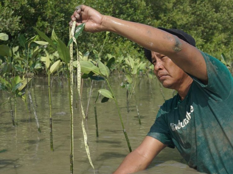Penanaman mangrove LindungiHutan